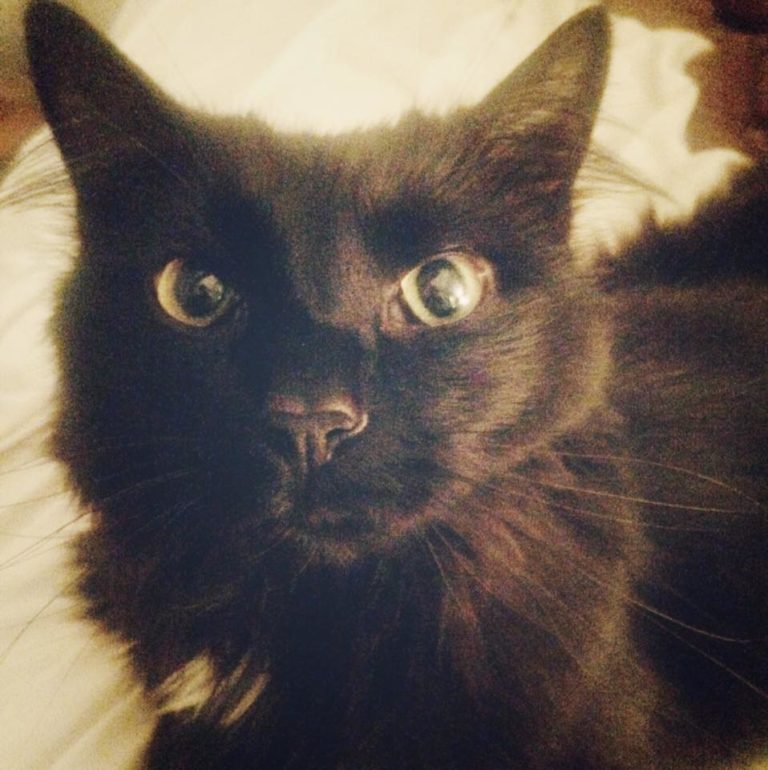 Percy The Cat Is Missing; Update: Percy Found | Oregon Hill